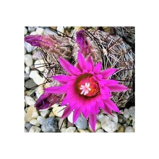 Escobaria viviapara v. borealis - Télálló kaktusz (mag)