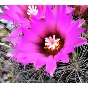   Escobaria vivipara v. neomexicana SB721 - Télálló kaktusz (mag)