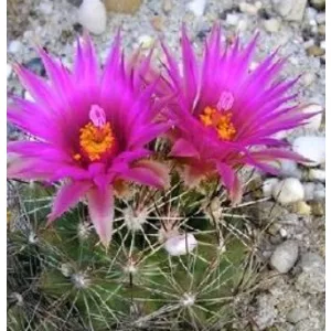 Escobaria vivipara SB 923 - Télálló kaktusz (mag)