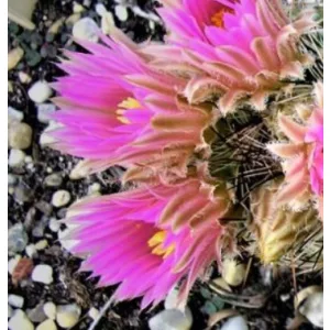   Escobaria vivipara var. arizonica DJF 1415 - Télálló kaktusz (mag)