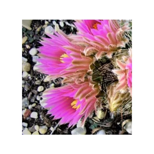 Escobaria vivipara var. arizonica DJF 1415 - Télálló kaktusz (mag)