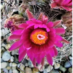   Escobaria vivipara var. rosea SB 1757 - Télálló kaktusz (mag)