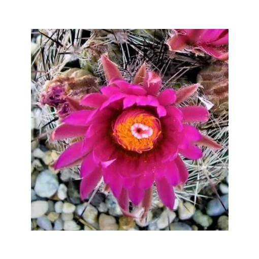 Escobaria vivipara var. rosea SB 1757 - Télálló kaktusz (mag)
