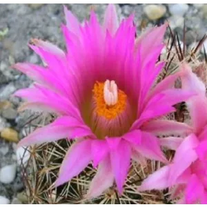   Escobaria vivipara var. arizonica SB 748 - Télálló kaktusz (mag)