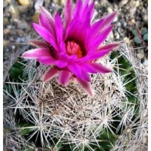   Escobaria vivipara var. neomexicana SB 701 - Télálló kaktusz (mag)