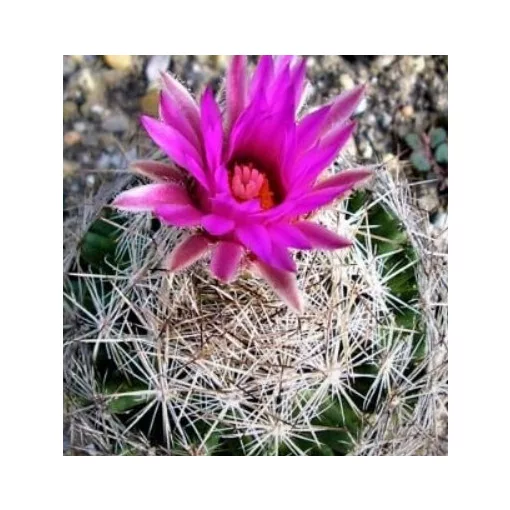 Escobaria vivipara var. neomexicana SB 701 - Télálló kaktusz (mag)