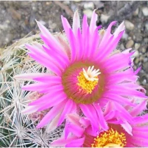   Escobaria vivipara var. neomexicana Lz 709 - Télálló kaktusz (mag)