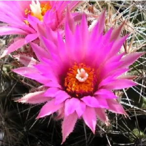 Escobaria vivipara Lz 339 - Télálló kaktusz (mag)