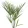 Trachycarpus fortunei x takil - Kínai kenderpálma hibrid (mag)