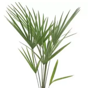   Trachycarpus fortunei x takil - Kínai kenderpálma hibrid (mag)