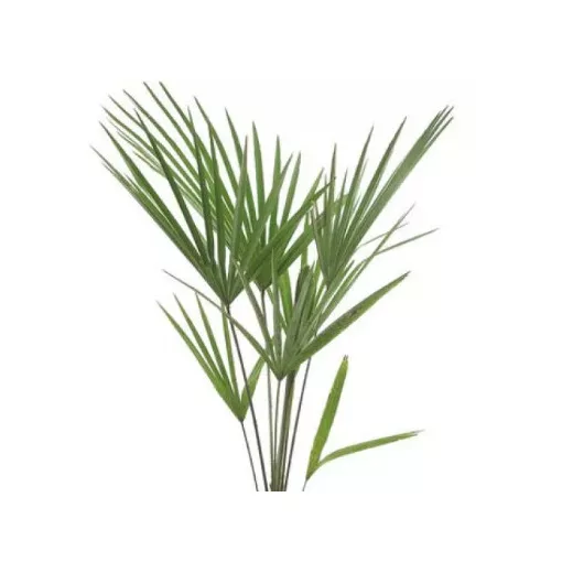 Trachycarpus fortunei x takil - Kínai kenderpálma hibrid (mag)