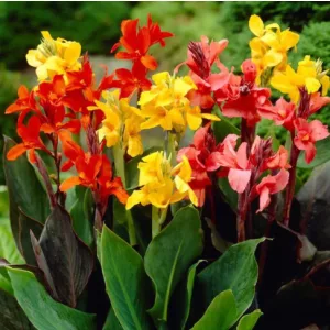 Canna Mix - Kannavirág (mag)