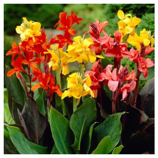 Canna Mix - Kannavirág (mag)