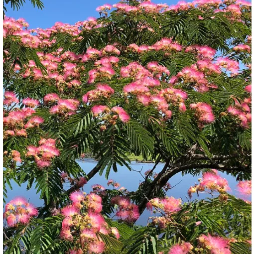 Albizia julibrissin - Selyemakác (mag)