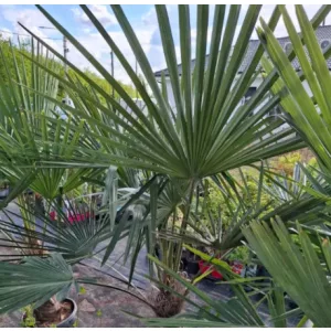Trachycarpus fortunei - Kínai kenderpálma (mag)