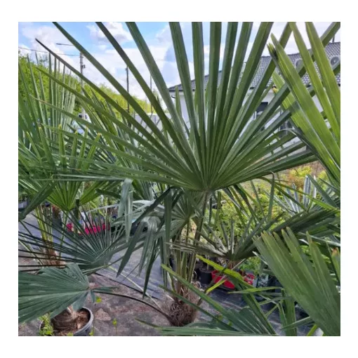 Trachycarpus fortunei - Kínai kenderpálma (mag)