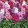 Matthiola incana Mix - Nyári viola (mag)