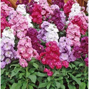 Matthiola incana Mix - Nyári viola (mag)