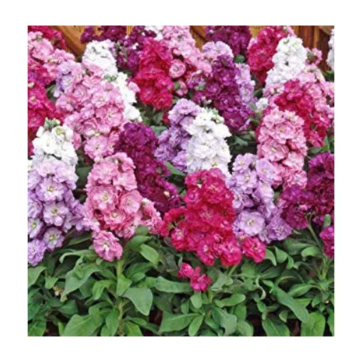 Matthiola incana Mix - Nyári viola (mag)