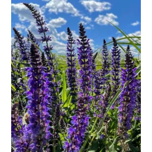 Salvia nemorosa West-Friesland - Ligeti zsálya (mag)