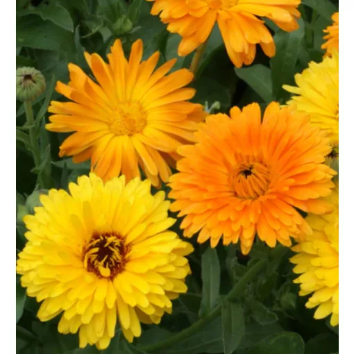 Calendula officinalis Fiesta Gitana - Körömvirág (mag)