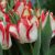 Triumph tulipánok