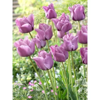 Szimpla késői tulipánok