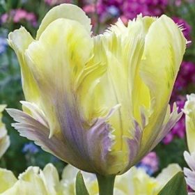 Papagájvirágú tulipánok