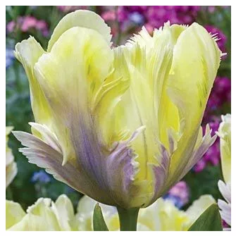 Papagájvirágú tulipánok