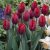Szimpla korai tulipánok