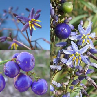 Áfonyaliliom (Dianella)