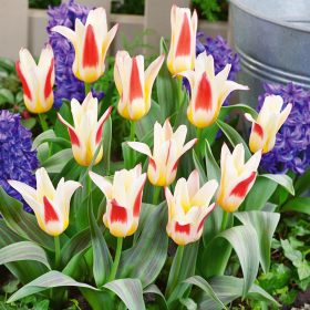 Kaufmann-tulipánok