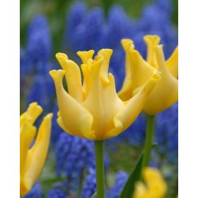 Koronás tulipánok