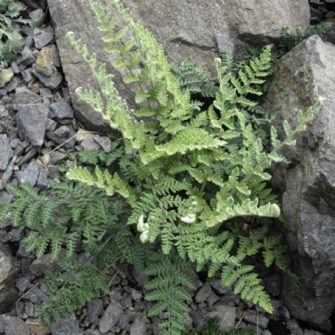 Ajakpáfrány (Cheilanthes)