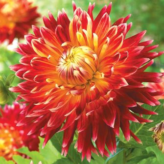 Krizantém virágú dáliák