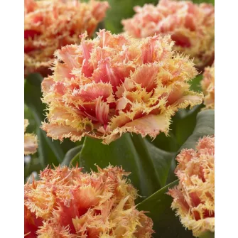 Rojtosvirágú tulipánok