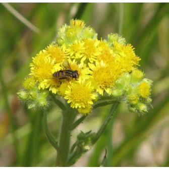 Aggófű félék (Senecio)