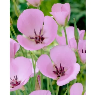 Csillagtulipánok