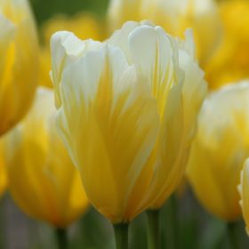 Fosteriana tulipánok