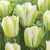 Viridiflora tulipánok